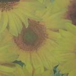 Sunflowers (Yellow) - Vellum Paper