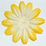 Decorative two toned yellow & white flower